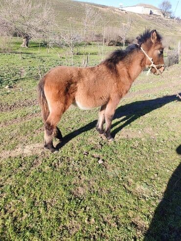 8 aylıq erkek dayça satılır ünvan Şabran rayonu lalafo.az -da 8 aylıq erkek dayça satılır ünvan Şabran rayonu