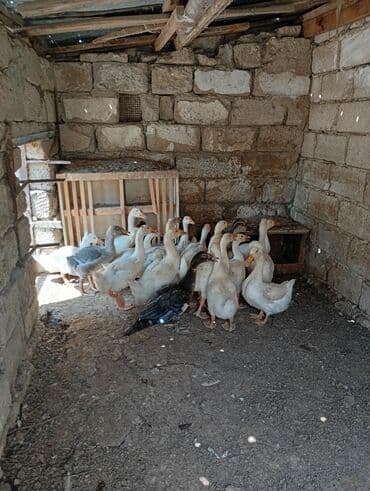 Dişi, Ətlik, Ünvandan götürmə