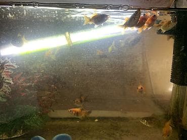 Heyvanlar üçün mallar: Tetra balığı, Sülhsevər — 2