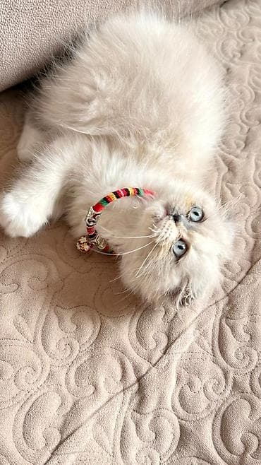 Britan lalafo.az -da Britan