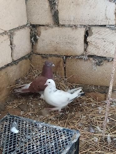 Quşlar: Mətn: Əbrəş erkək və ağ mayası olan hazır cüt göyərçin. Yumurtaya — 10