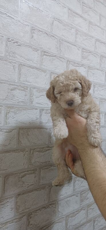 heyvan sahiblenme: Pudel, 2 ay, Dişi, Peyvəndli, Ödənişli çatdırılma — 3