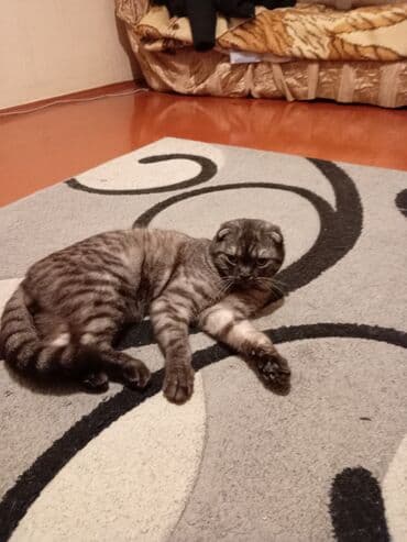 scottish fold qiyməti: Şotland yastı qulaq, Erkək, Yaxşı əllərə, Ünvandan götürmə — 1