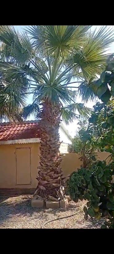 sultan daragi gülü: Palma wasinqton 20 ədəd — 4