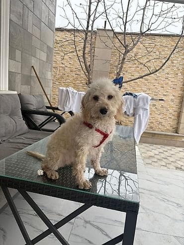 Pişiklər: Pudel, 4 ay, Erkek, Peyvəndli — 2