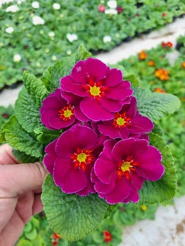 qızıl gül buketi: Gullerin satişi — 18