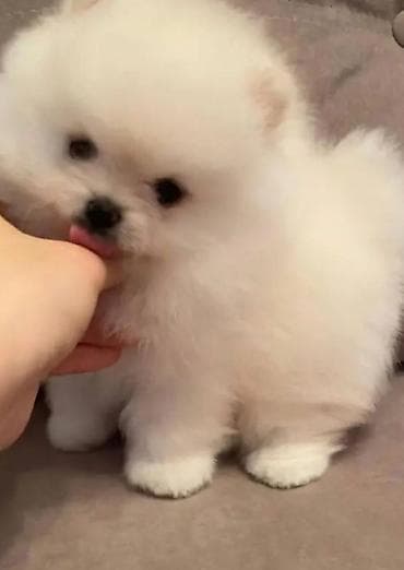 Şpitz, 1 ay, Dişi, Sənədli lalafo.az -da Şpitz, 1 ay, Dişi, Sənədli