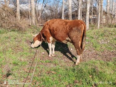 xarkov toyuqlari vikipediya: Dişi, il: 3, 600 kq, Südlük, Ödənişli çatdırılma — 6