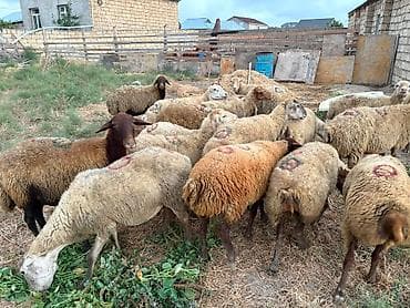 keçi balası: Dişi, il: 1, 40 kq, Damazlıq, Südlük, Ətlik, Ünvandan götürmə — 3