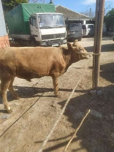 keçi: Inəklər, öküzlər — 2