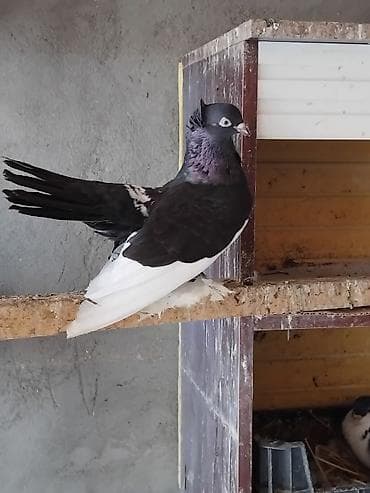 əbabil quşu: 1 cüt start 3 cütdə delfin hər birinin cütü 35 manat saglam — 1