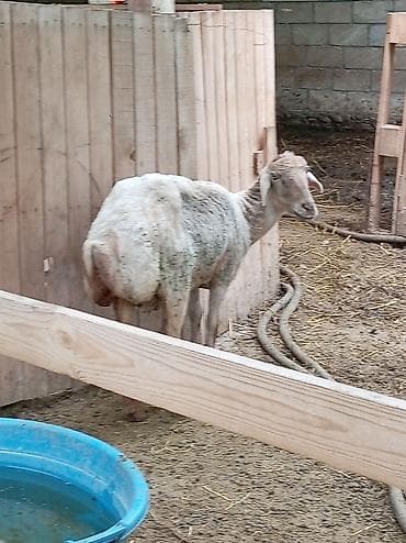 husky satisi: Qoyun satlır təcili riyal alıcı yazın — 1