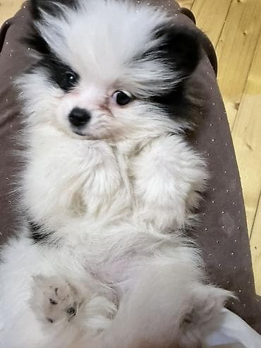 pitbull az: Şpitz, 3 ay, Dişi — 3