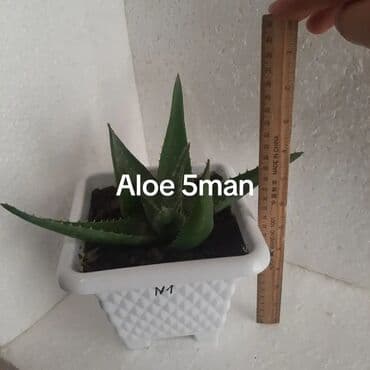 куплю комнатные растения: Aloe sukulentləri – müxtəlif ölçülərdə saksıda - Aloe 3 man: Ağ — 4