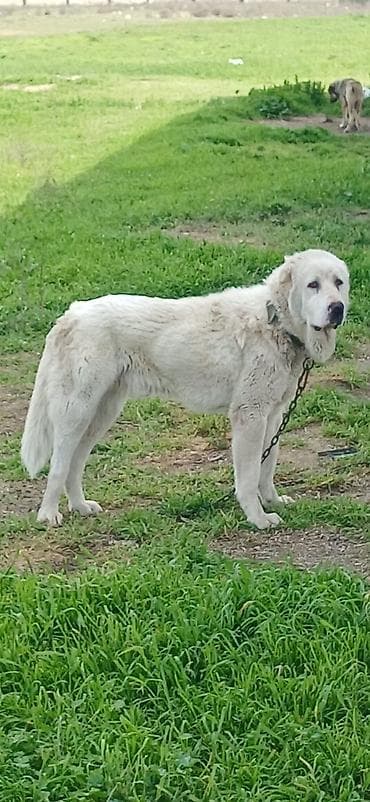 Alabay, 1 il, Erkek, Peyvəndli, Pulsuz çatdırılma