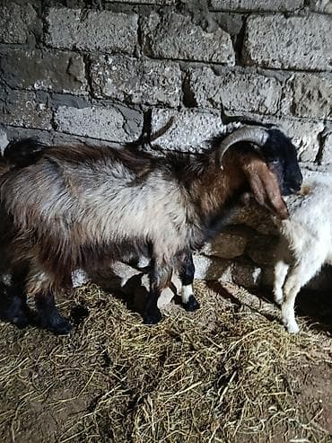 halep kecisi: Hələb təkə qizgindir — 3