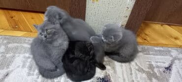 pişik cutleşdirme: Britan, Erkək, Ünvandan götürmə — 4