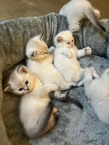 британская шиншилла: Шиншилла — 2