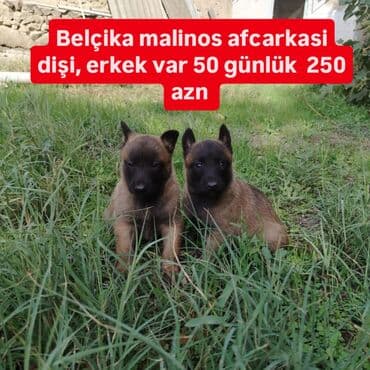 çoban iti: Бельгийская овчарка, Самовывоз — 1