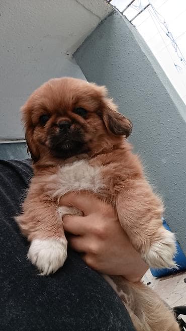 coban itlər: Pekines — 5