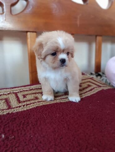 avçarka itləri: Pekines — 12