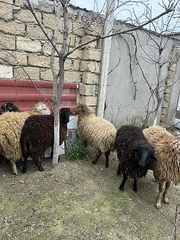 qoyun satisi: Biləcəridə 6 baş ərkey touğlu satılır. Tam sağlam ətlik və damazlıqdı — 8