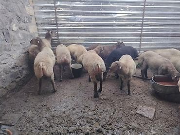 yem satisi: Salam təmiz Qurbanlıq 8 - 9 - aylıq ərkək quzulardır diri çəki satılır — 3