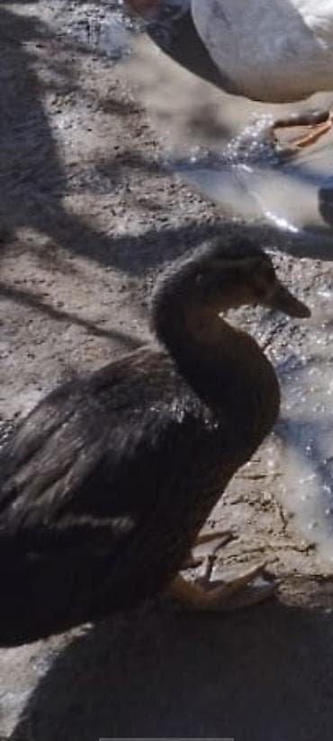 qus yuvalari: Erkək, Ətlik, Ödənişli çatdırılma — 3