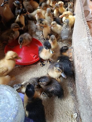 ördək balası: Ördək balaları 1.30 yaşılbaş və pekin ördək balaları . 1 həftəlikdir — 2