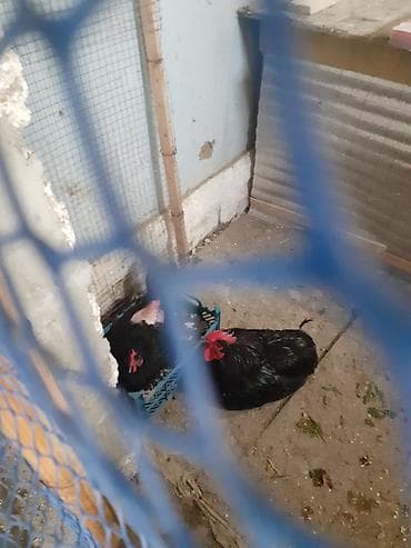 hinduşqa: Qara rəngli xoruz və toyuqlar - Növ: ev quşu, qara tüklü xoruz və — 2