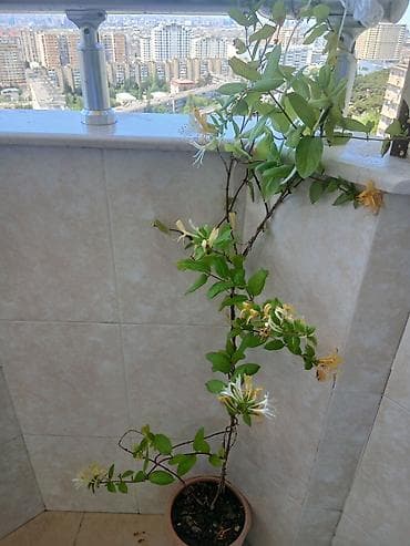 Sarmaşıq ətirçiçəyi (Hanımeli) – saksıda - Növ: Lonicera japonica
