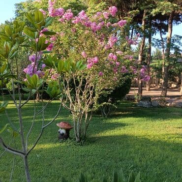 Tikinti ixtisasları: Bağban, 29 il, 6 ildən artıq təcrübə — 1