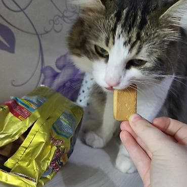 Quşlar: Yaxşı əllərə — 3