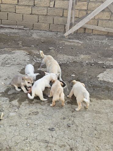 it şəkilləri: Zvanok, çubuş – qarışıq rənglərdə (krem, ağ, boz). Yeməyə — 2