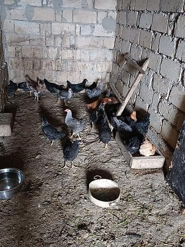 Toyuqlar: Xırda heyvandarlıq üçün qarışıq cins ev toyuqları - Şəkillərdə — 2