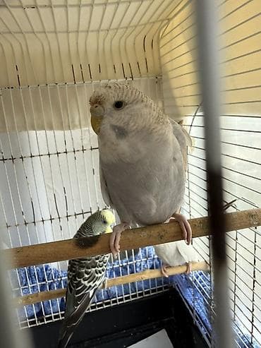 bülbül quşu: Cute hazır Çex quşlar, qızgın quşlardır ve temiz qan cex quşlardır — 6