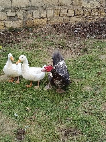 erkek pişik: Erkək, | Lal ördək, Damazlıq — 4