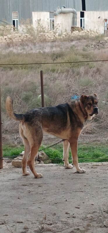 отдам в хорошие руки маленькую собачку: Qurdbasar, 2 il, Erkek, Peyvəndli, Pulsuz çatdırılma — 7
