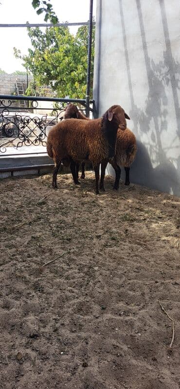 qurbanlıq qoyun: Erkək, Qala, il: 2, 90 kq, Damazlıq, Ünvandan götürmə — 1