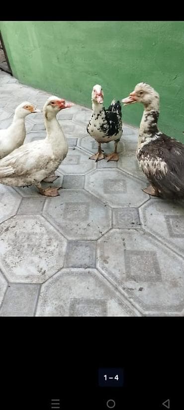 Sakit təbiətli musk ördəkləri (indo-ördəklər) dəst halında