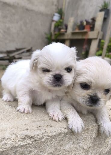 Pekines, 1 ay, Dişi