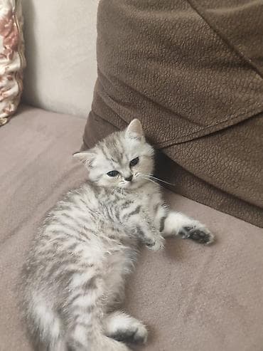 pişik qara: Britan — 5