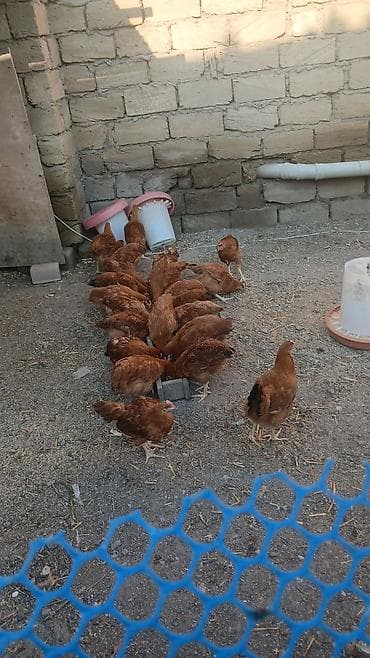 il: Toyuq cücələri, Damazlıq — 1