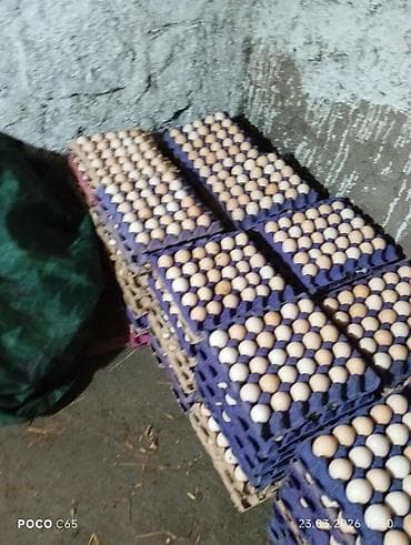 Məhsul: Təmiz kənd təsərrüfatı yumurtaları və yeni çıxmış cücələr