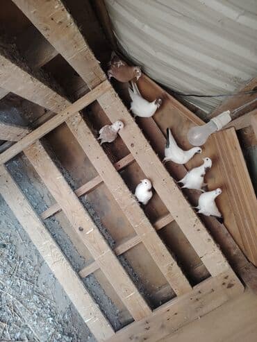 домик для собак: Məhsul: Qabılqa (ev göyərçinləri) qrupu Təsvir: - Şəkillərdə ağ — 7