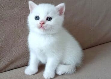 Tam ağ rəngli balaca pişik - Qısa, tüklü və yumşaq yun - Mavi/boz