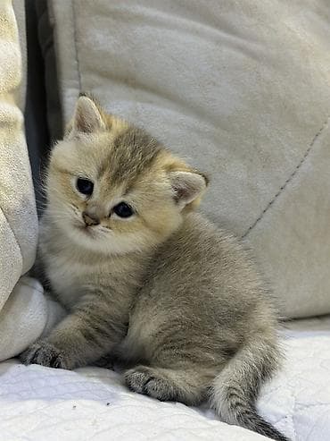 pişiy: Britan — 4