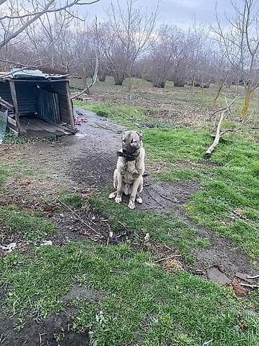 Qurdbasar, 1 il, Erkek, Peyvəndli, Ödənişli çatdırılma