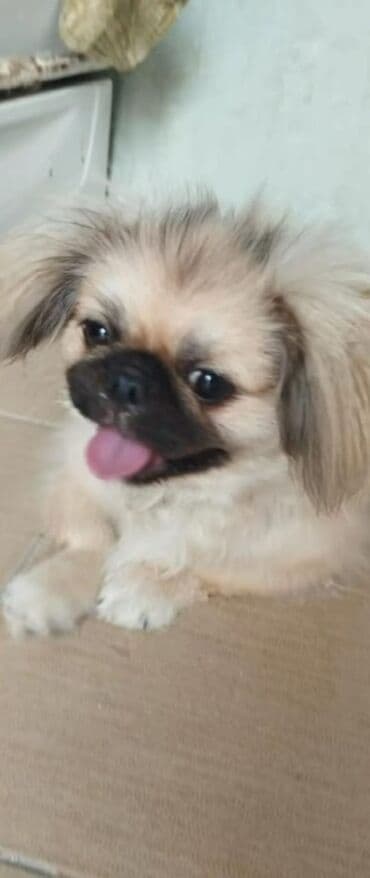 it adı: Pekines, 9 ay, Dişi — 3