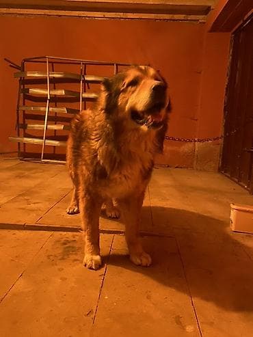 sari pisik sekilleri: Tecili satılır kafqaz çoban iti 1 yaş 6 aylıqdı cidi alıcılar naraha — 2